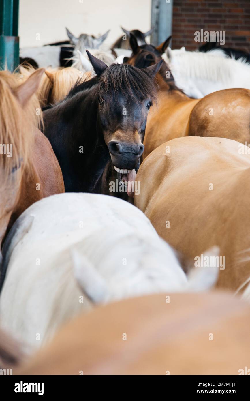 Horse bares teeth and sticks out tongue Stock Photo Alamy