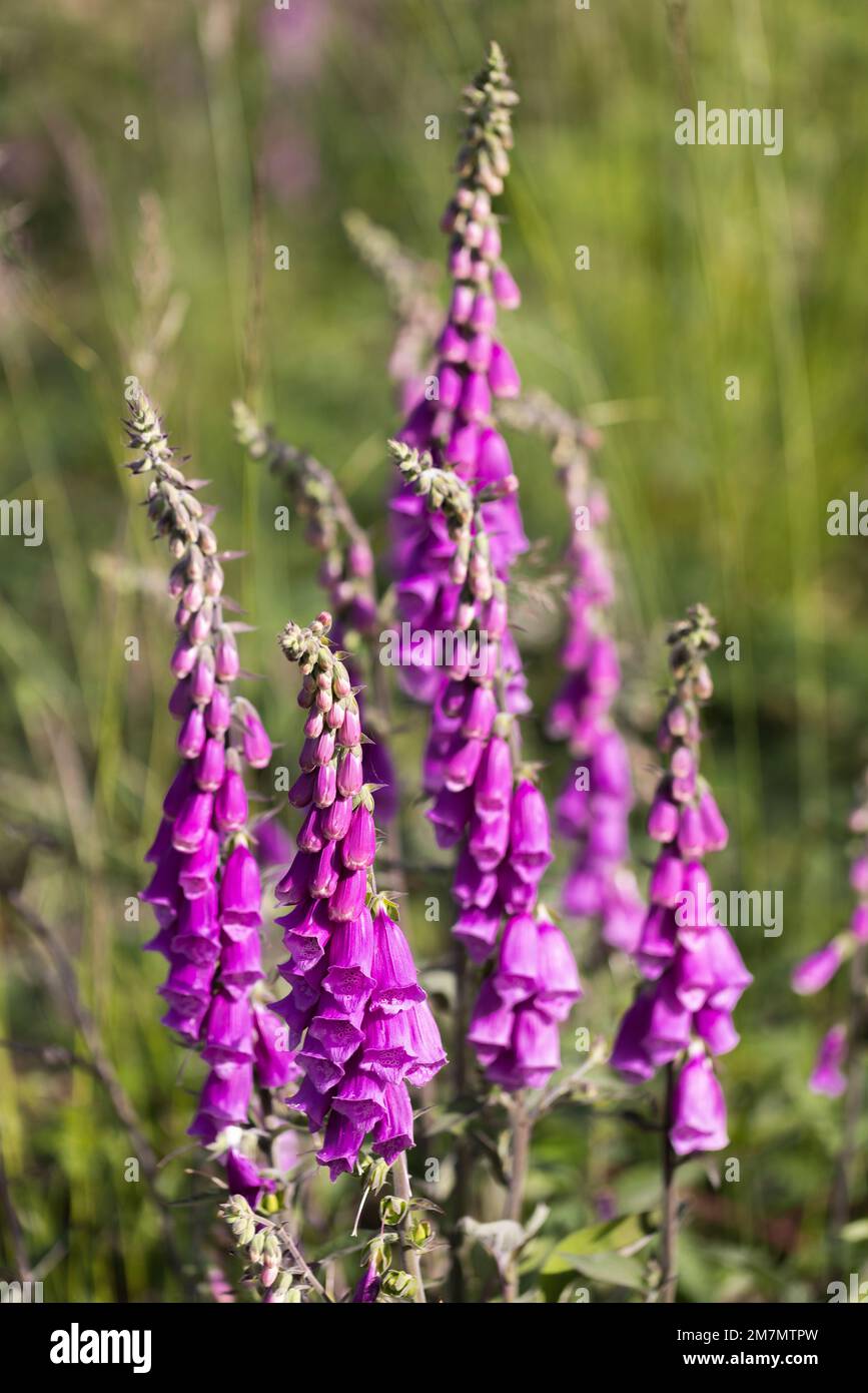 Flowering foxglove plant in rural area in Germany Stock Photo