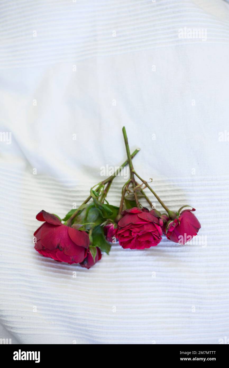 Roses upside down on a white cloth Stock Photo Alamy