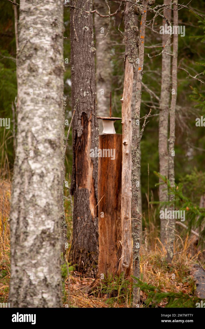 Salt lick stone for wild animals hires stock photography and images