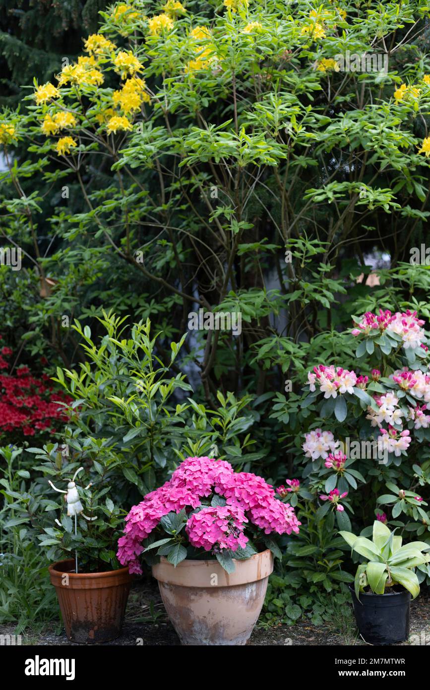 Flowering hydrangea and rhododendron in garden in Germany Stock Photo