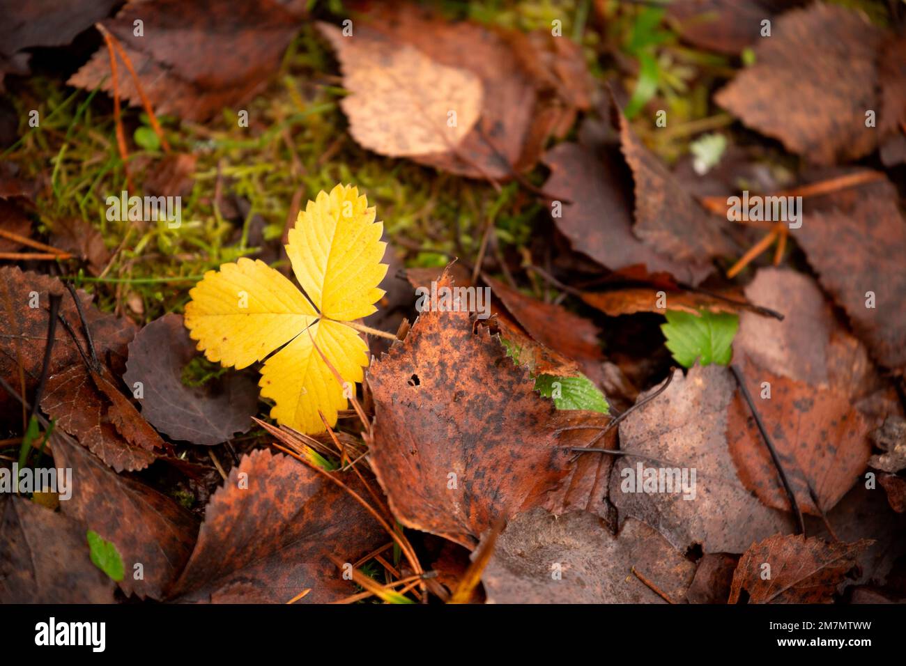 Wild strawberry leaves in yellow color of autumn Stock Photo