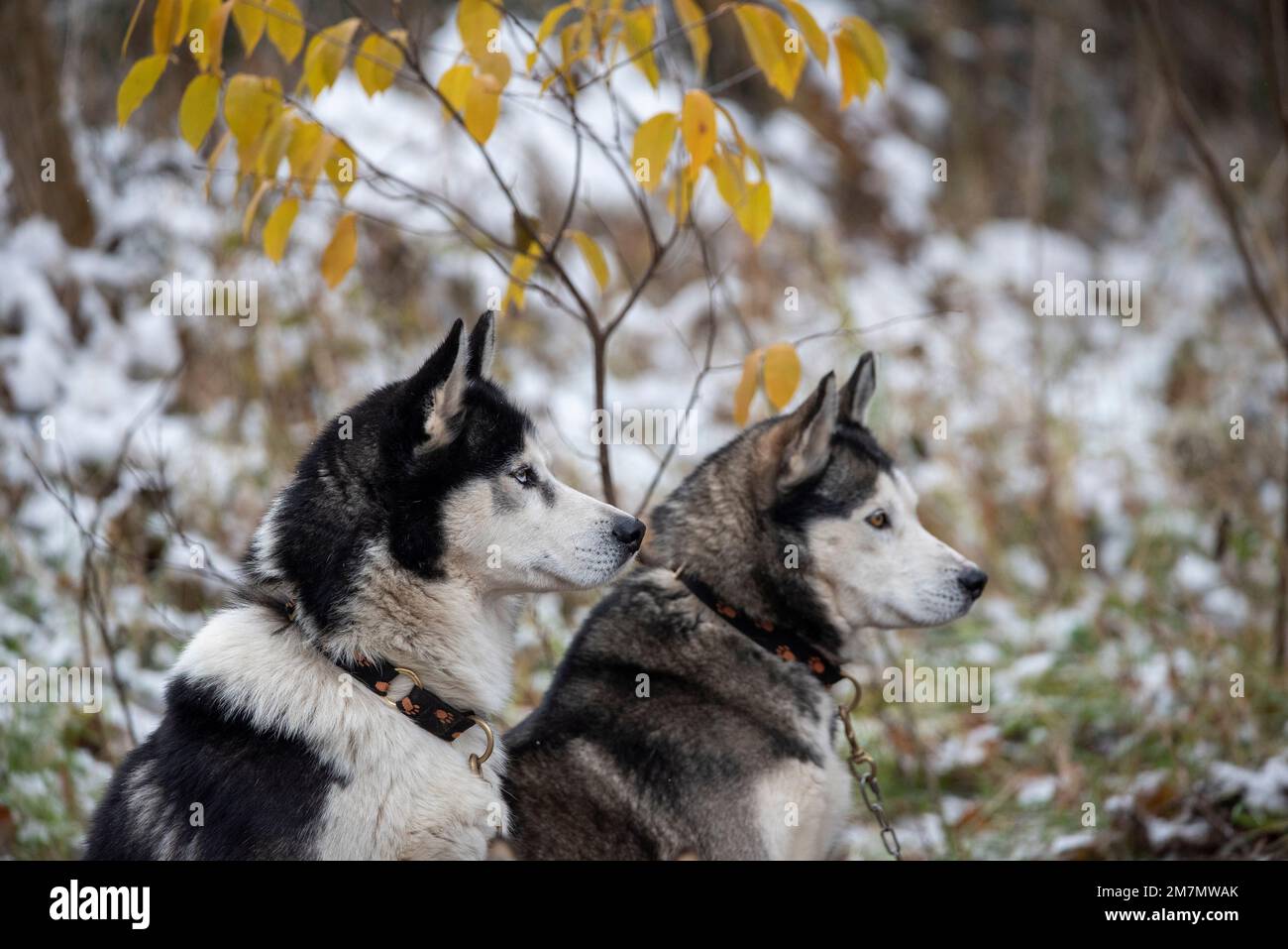 Sled dogs, huskies Stock Photo