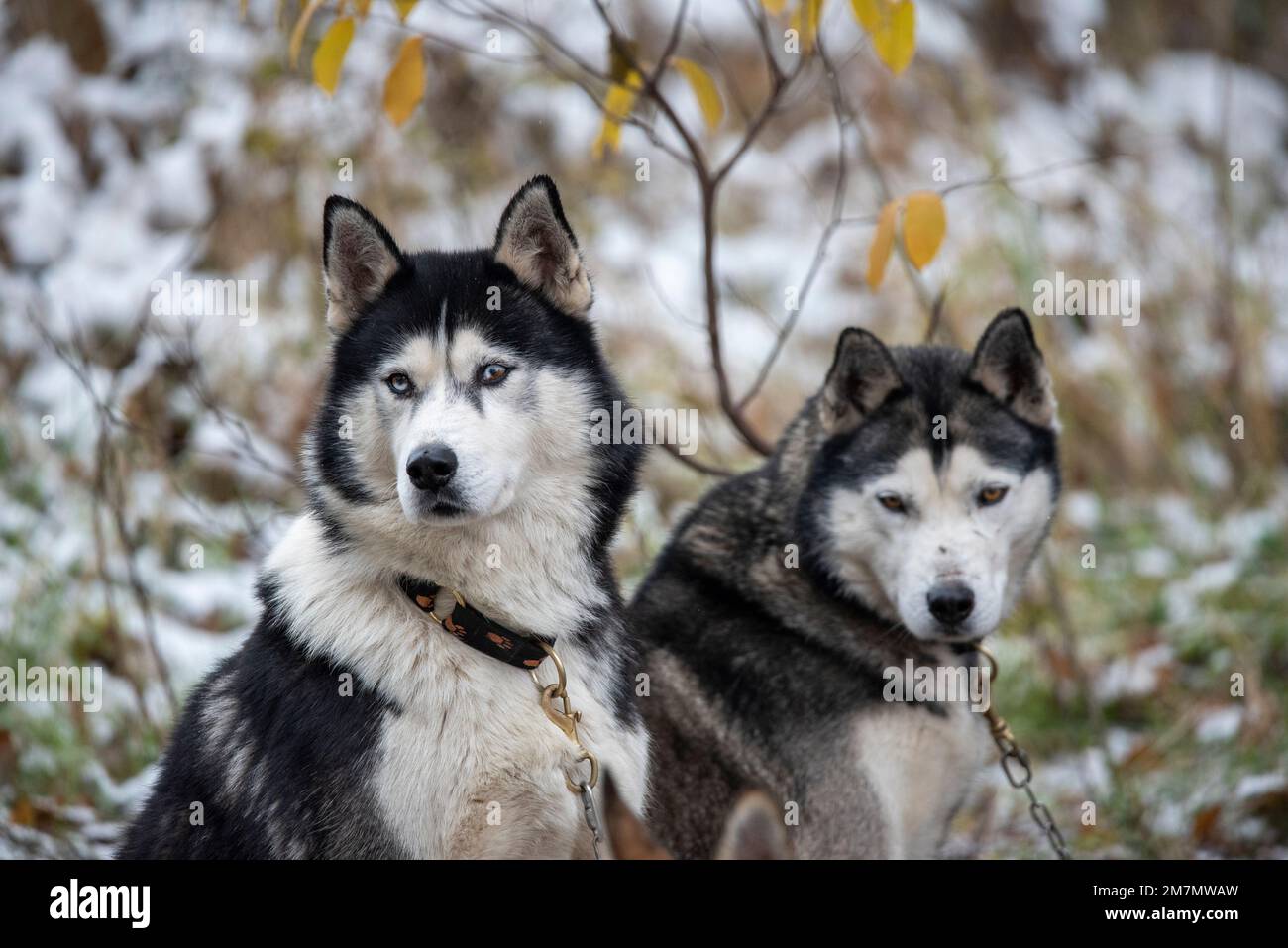 Sled dogs, huskies Stock Photo