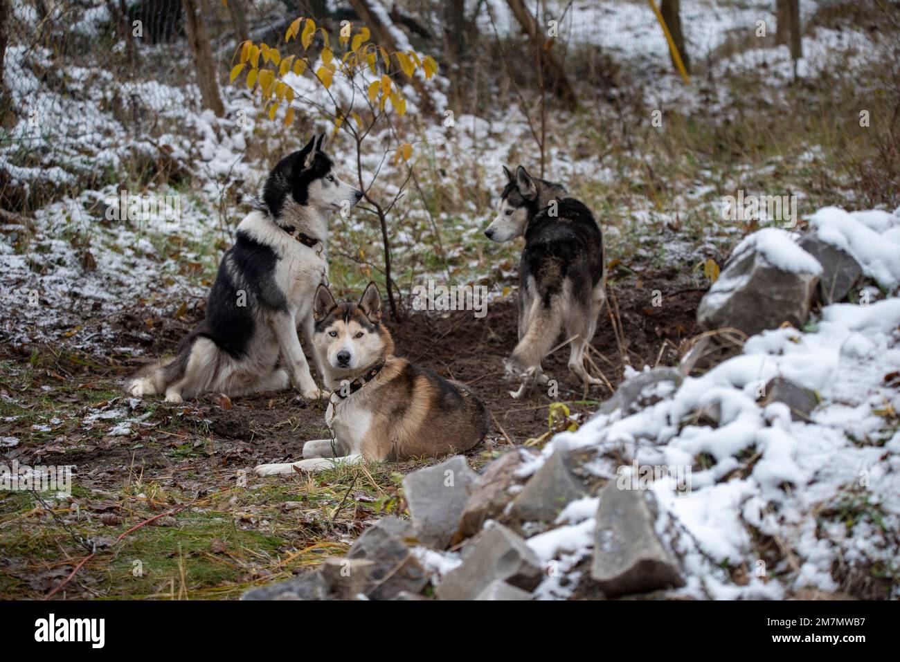 Sled dogs, huskies Stock Photo