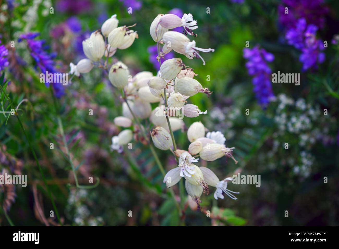 Close-up Silene vulgaris, bladder campion or maidenstears, is plant species of genus Silene of family Caryophyllaceae. Stock Photo