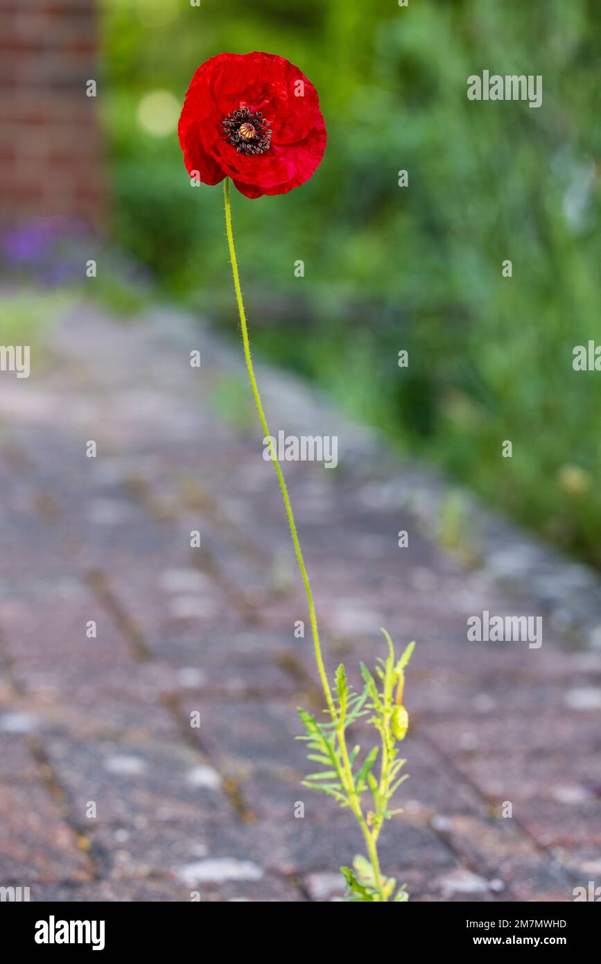 Red poppy grows through paving stones, symbol of adaptability and survival Stock Photo