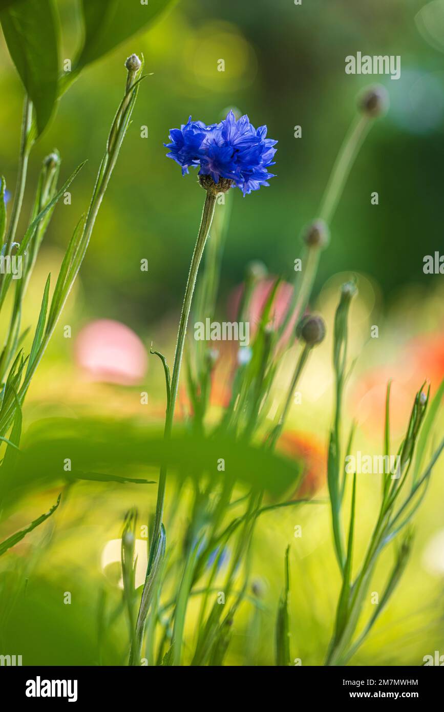 Cornflower 'Blue Diadem Stock Photo Alamy