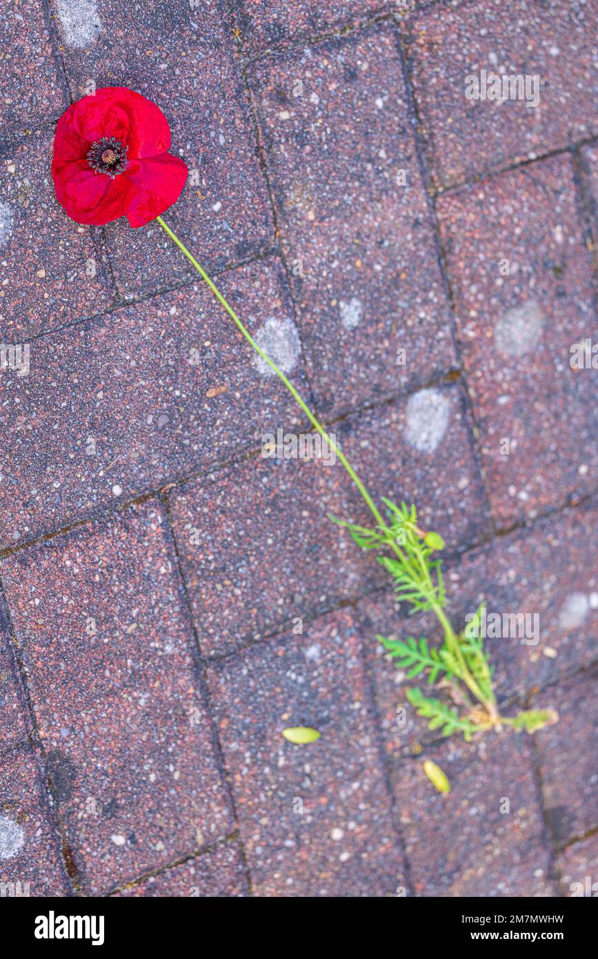 Red poppy grows through paving stones, symbol of adaptability and survival Stock Photo