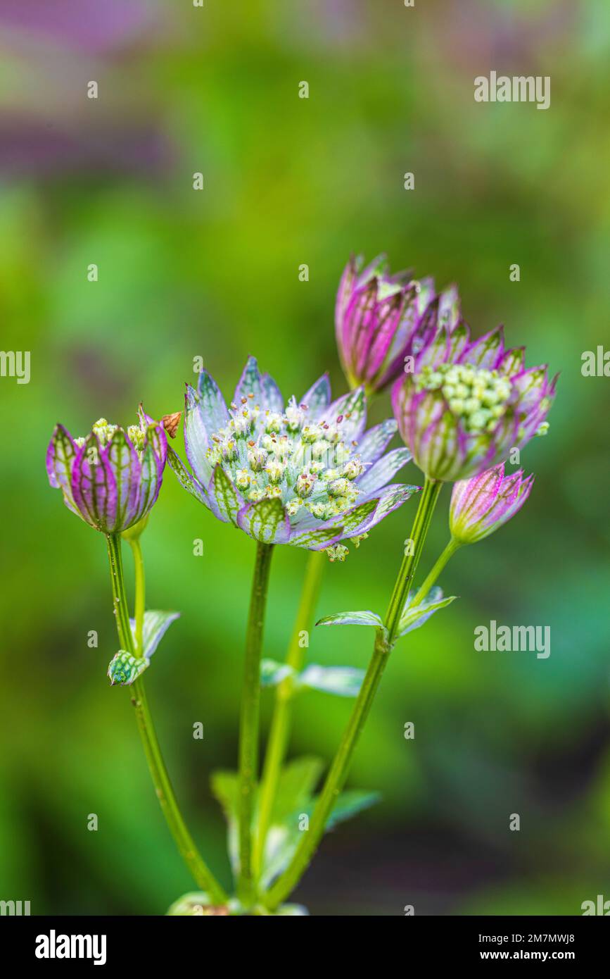 Large star umbel hi-res stock photography and images - Alamy