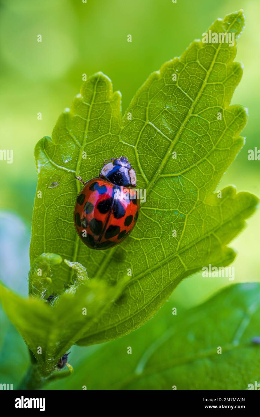Asian ladybug in garden Stock Photo