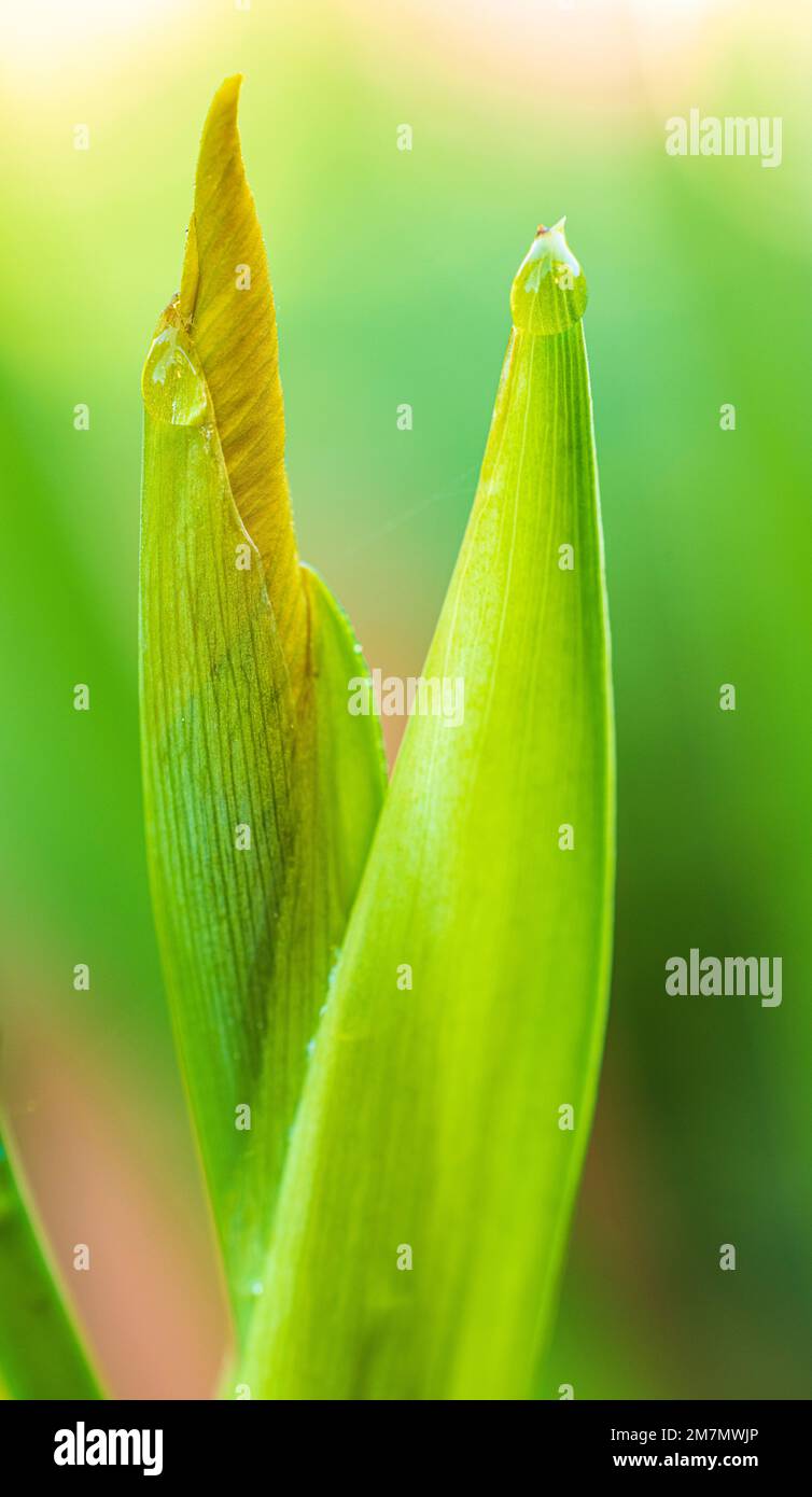 Marsh iris, water iris or yellow iris, iris pseudacorus, flower, bud, raindrop, garden life Stock Photo