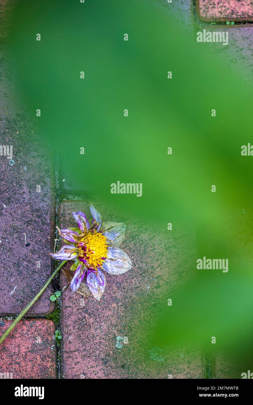 withered dahlia lies on the paving stones, view from above Stock Photo