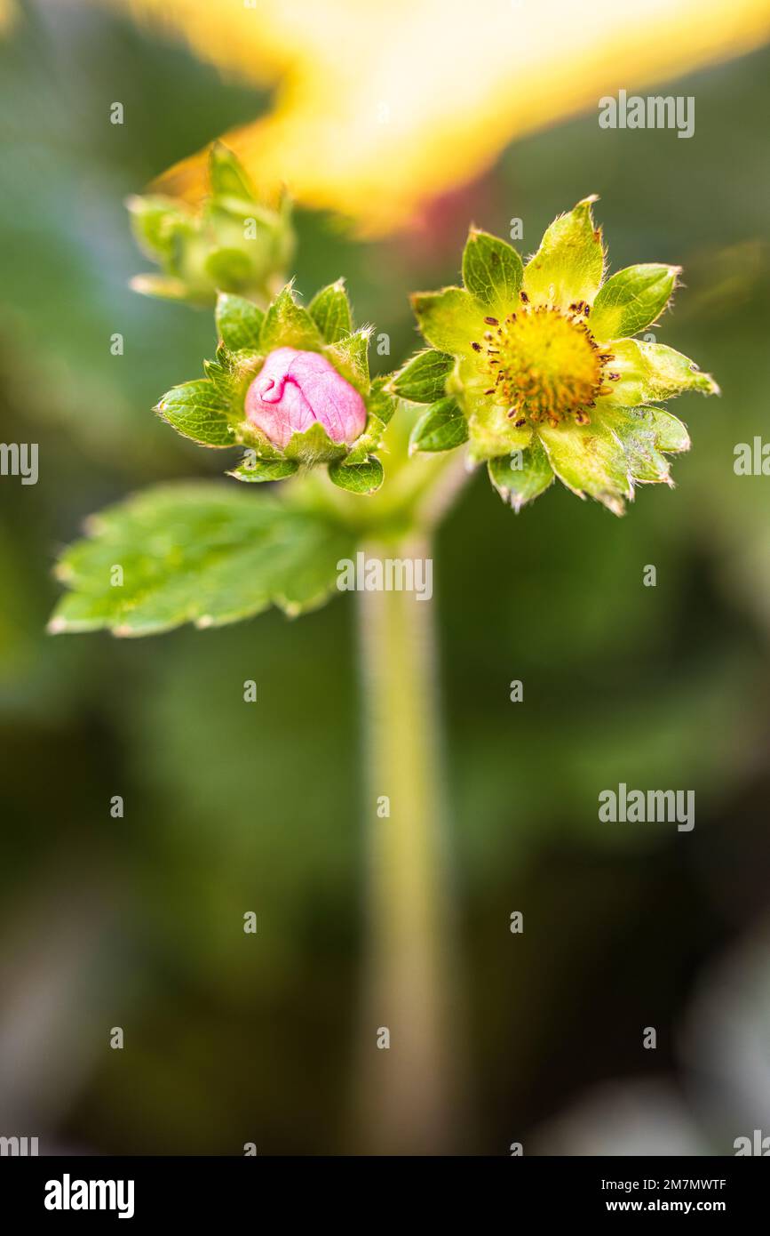 Close up strawberry flower hi-res stock photography and images - Alamy