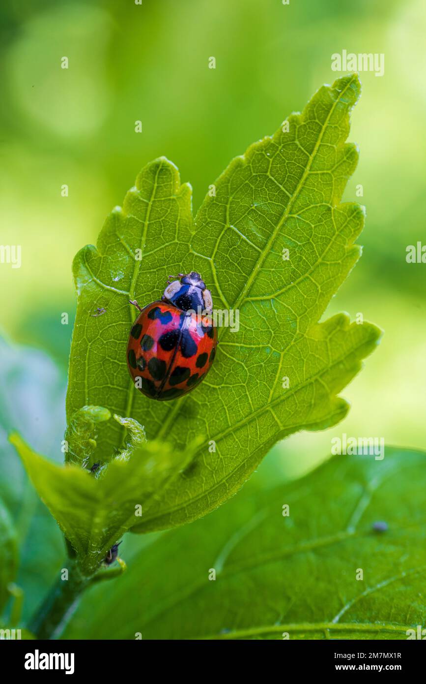 Asian ladybug in garden Stock Photo