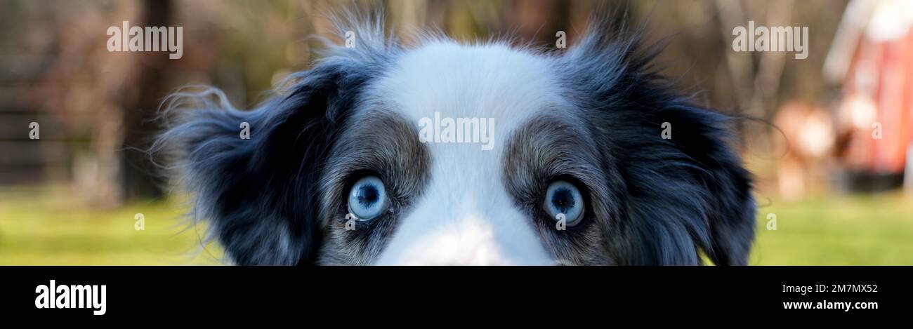 Blue eyes on Australian Shepherd. Stock Photo