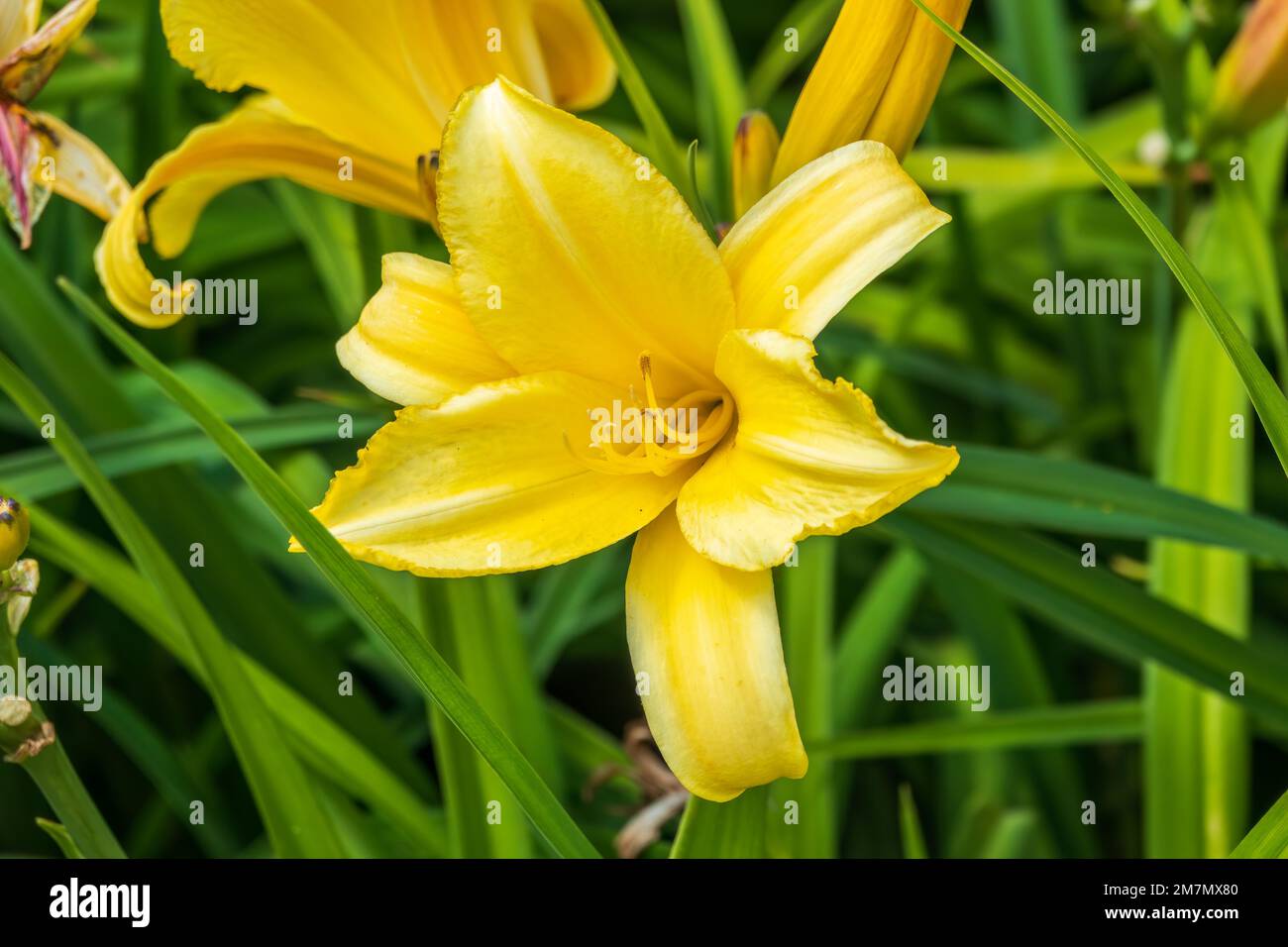 A yellow daylily flower, latin name Hemerocallis lilioasphodelus, at ...