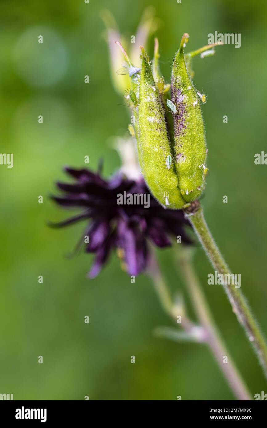 Aquilegia Vulgaris hybrid 'Black Barlow', bud infested with aphids, Garden Life Stock Photo