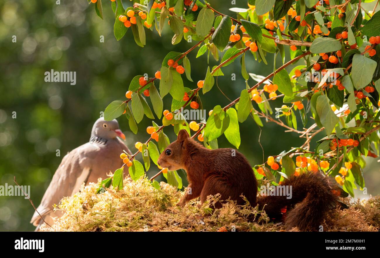 Red squirrels with honeysuckle branches with berries hires stock