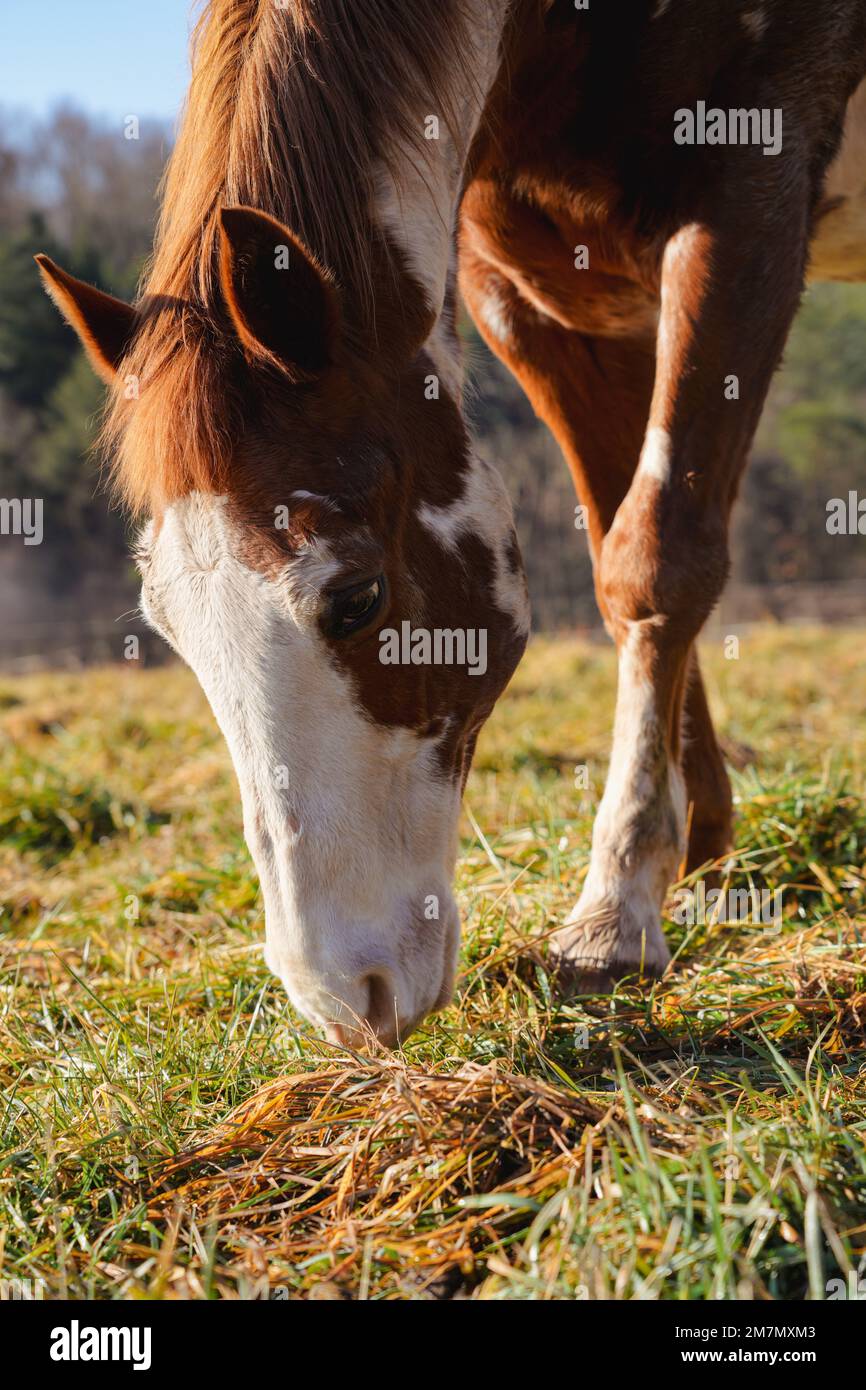 Paint horse grazing in a sunny pasture. No humans. No fence. Gelding. Stock Photo