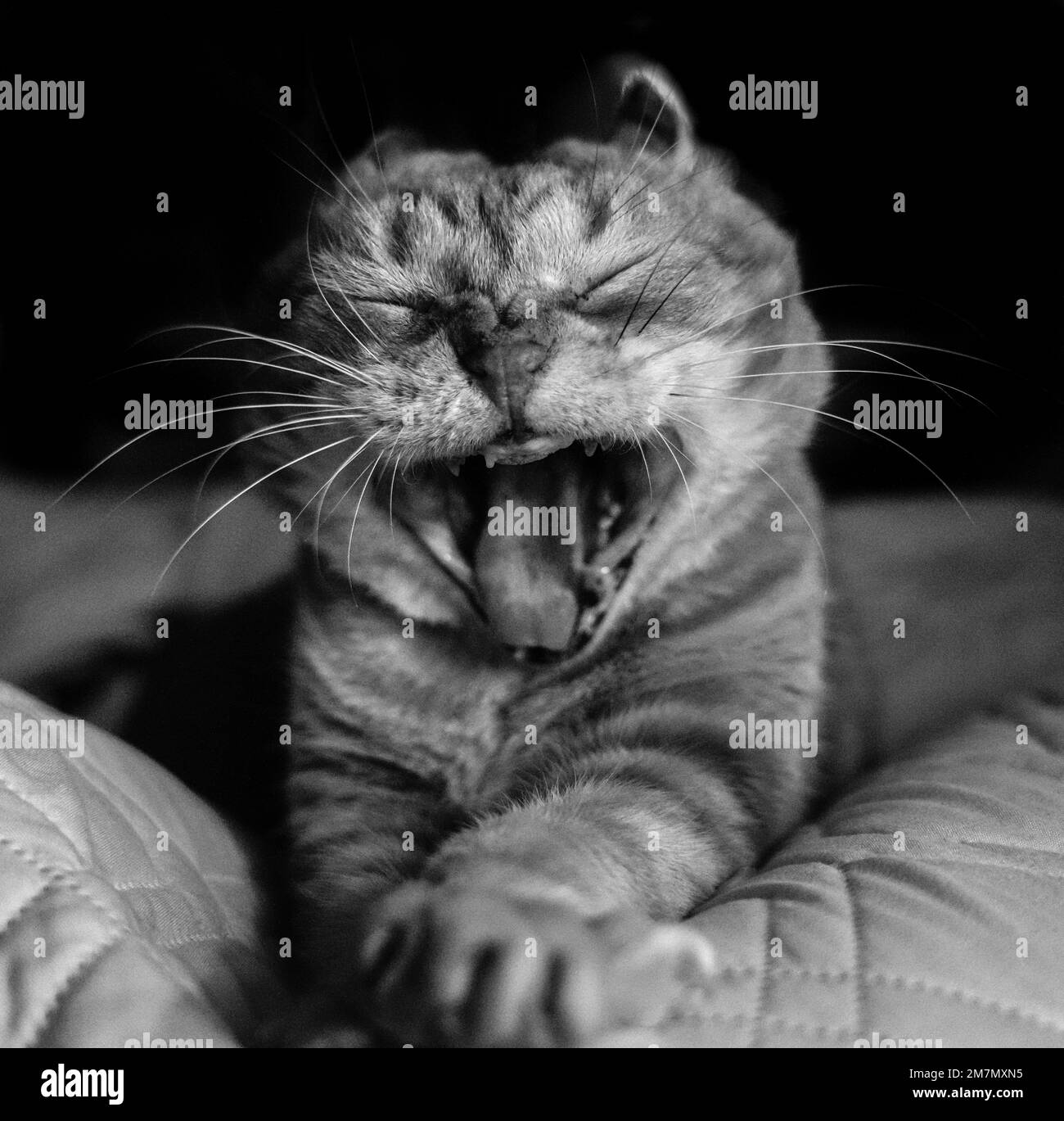 Animal open mouth orange Black and White Stock Photos & Images Alamy