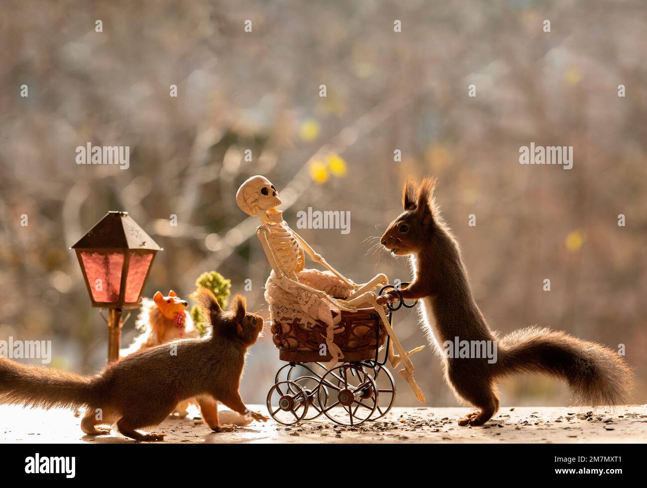 red squirrels with a skeleton in a stroller Stock Photo