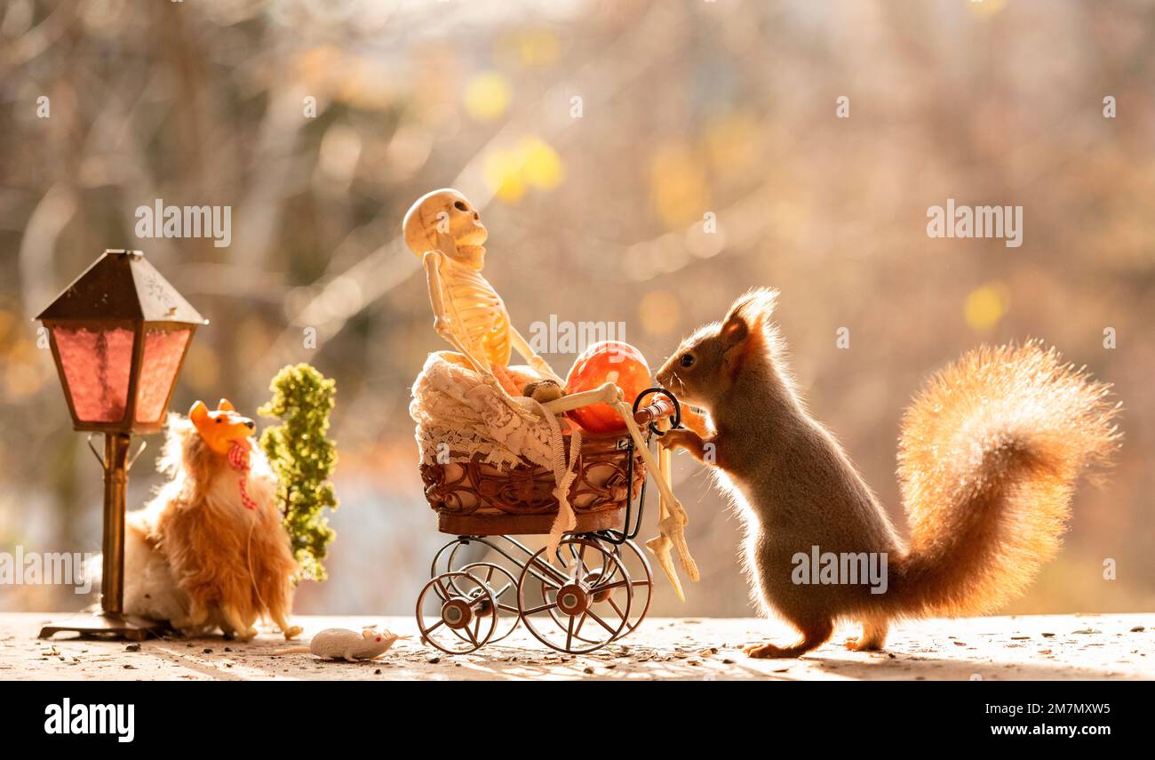 red squirrel with a skeleton in a stroller Stock Photo