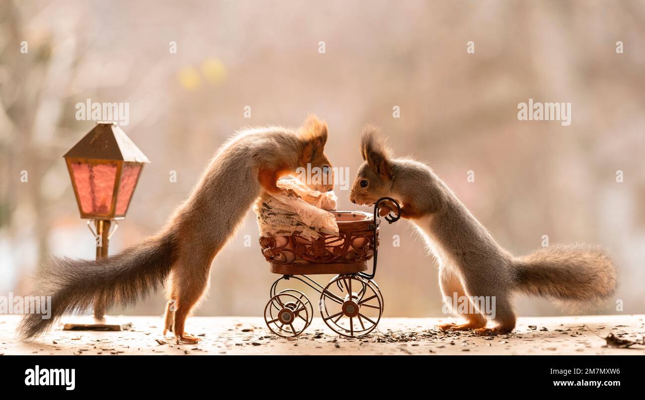 red squirrels with a stroller and lamp Stock Photo