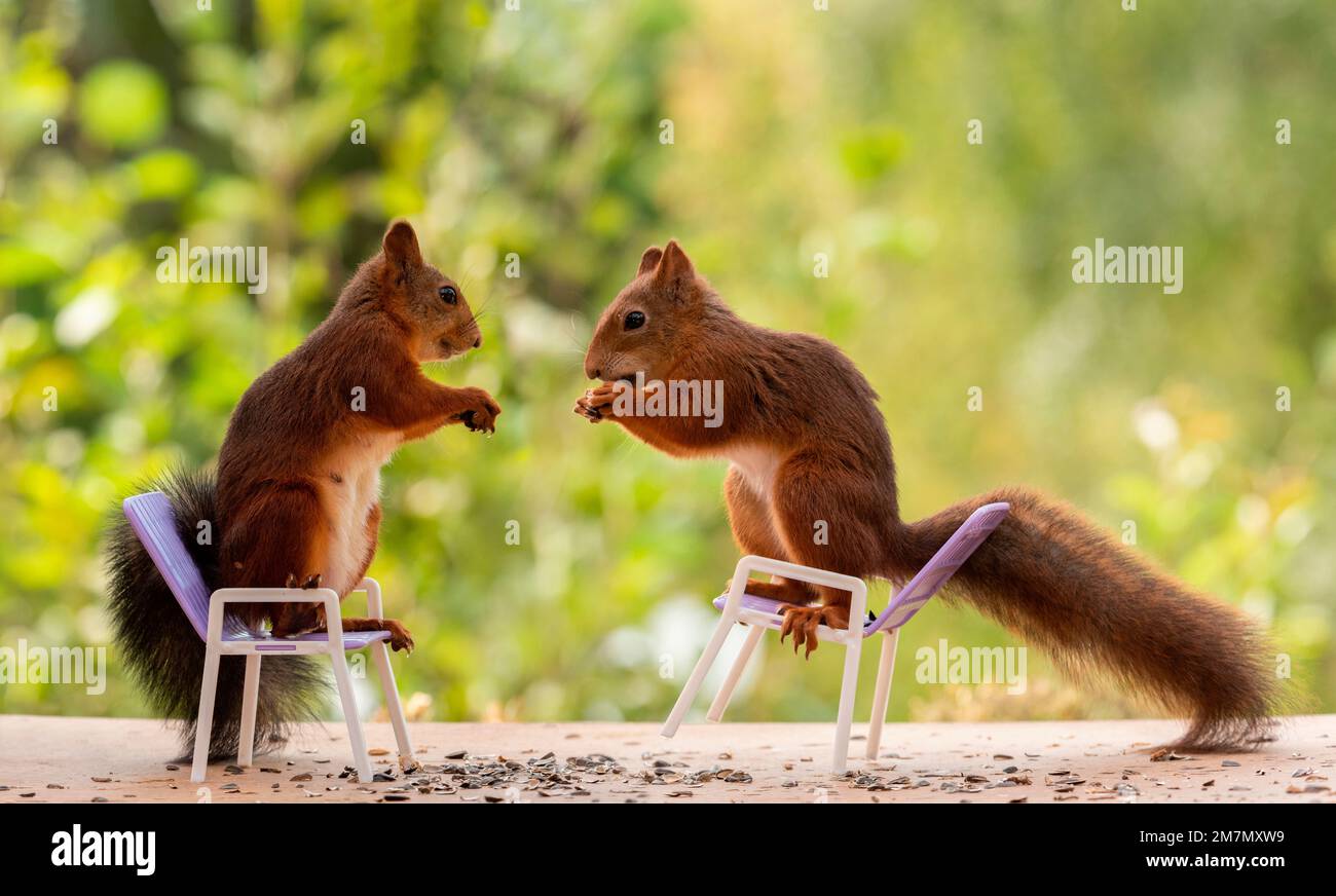 red squirrels sitting on chairs Stock Photo Alamy