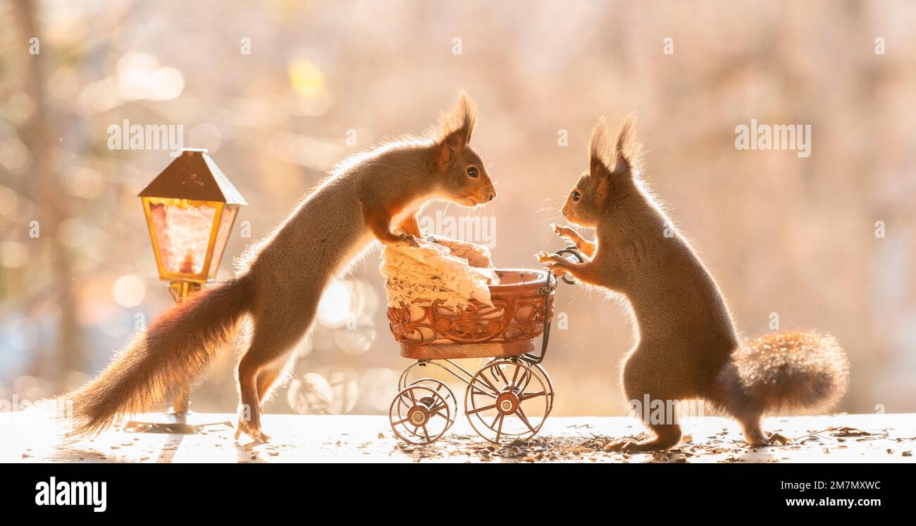 red squirrels with a stroller and lamp Stock Photo