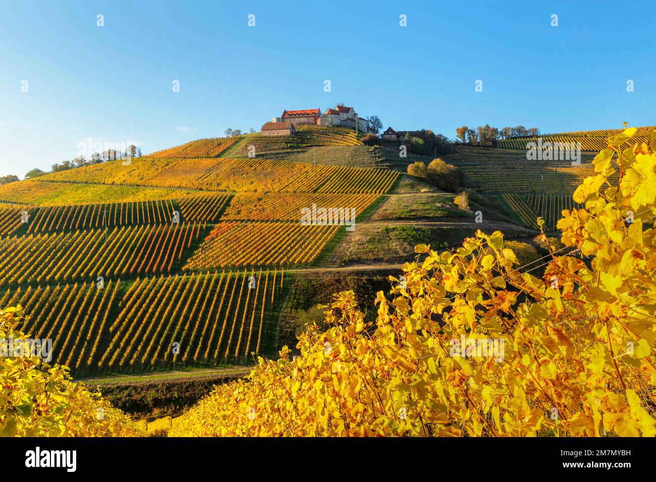 Staufenberg Castle, Durbach, Black Forest, BadenWürttemberg, Germany