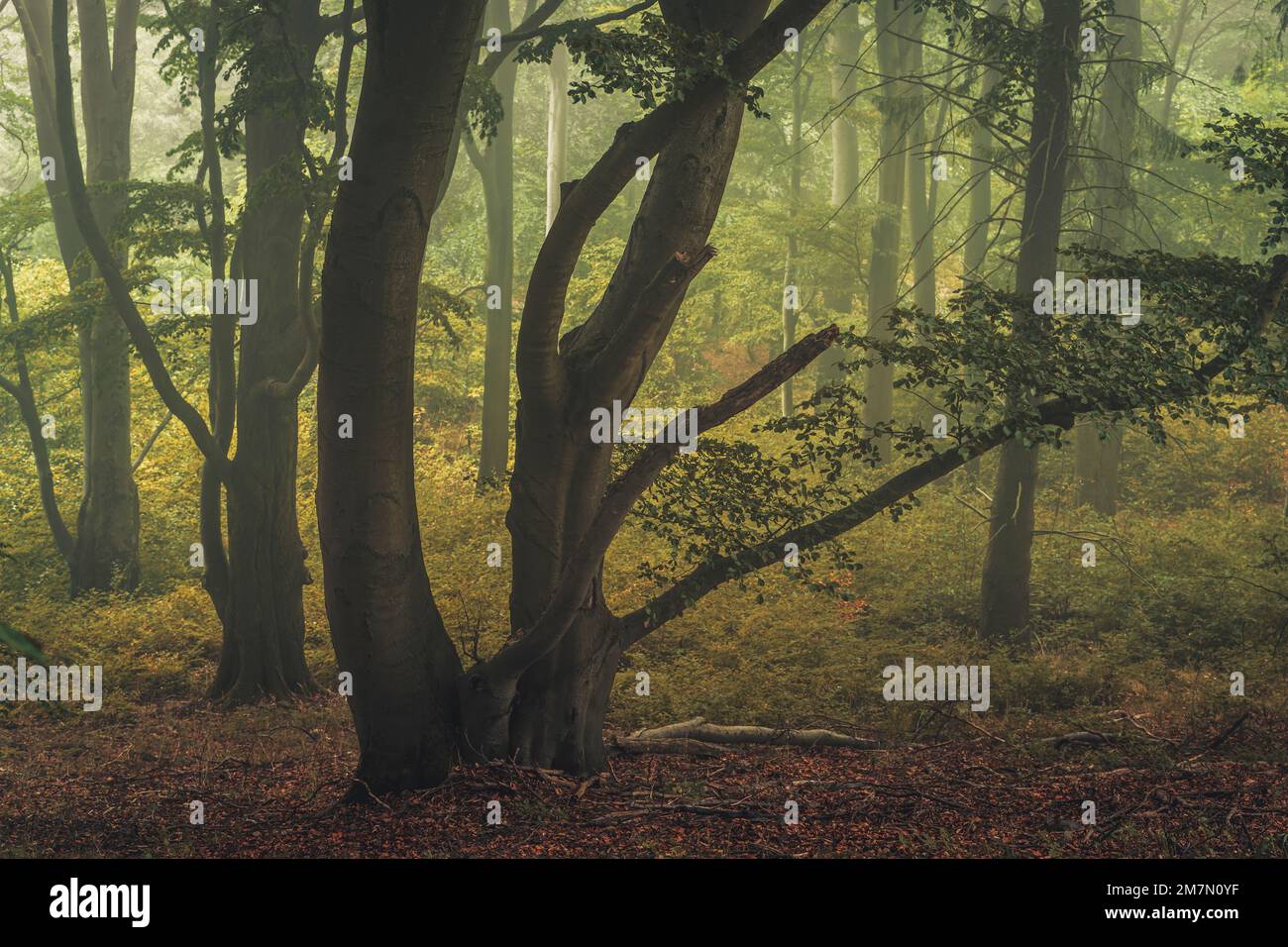 Forest path in Habichtswald nature park near Kassel in summer in fog, green leaves on the trees, beech forest Stock Photo