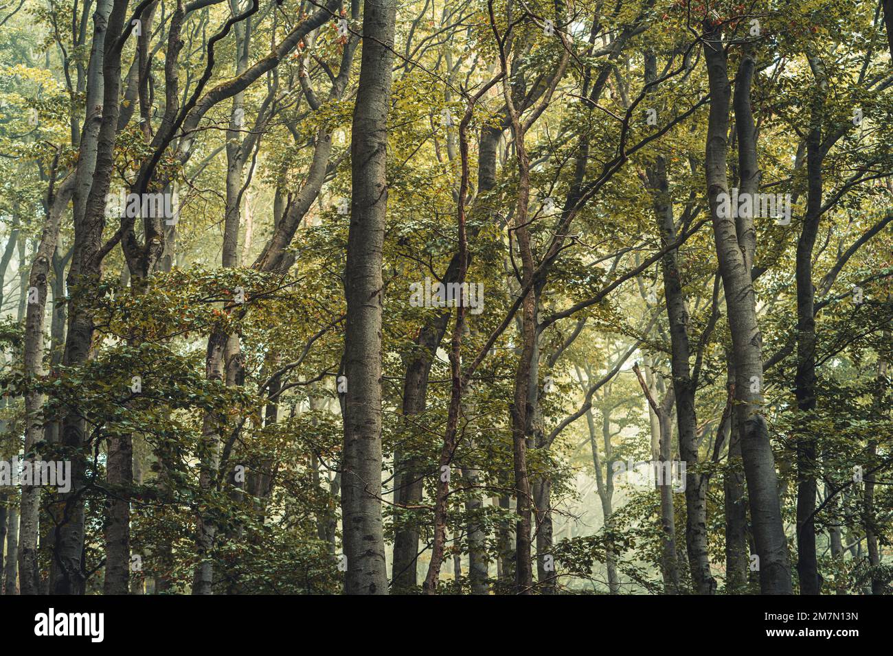 Forest path in Habichtswald nature park near Kassel in summer in fog, green leaves on the trees, beech forest Stock Photo