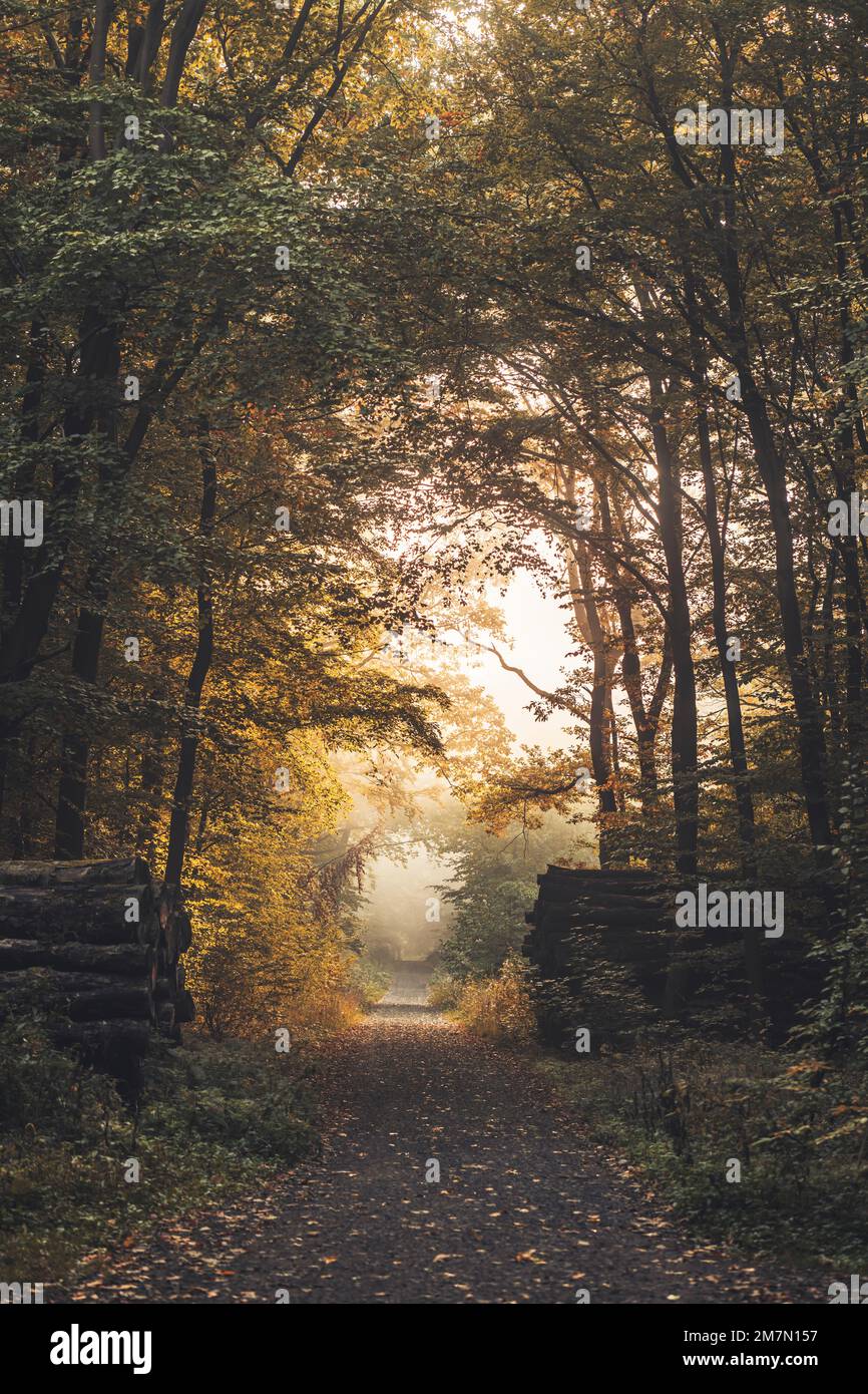 Long forest path in Habichtswald near Kassel, autumn leafy trees and logs along the way Stock Photo