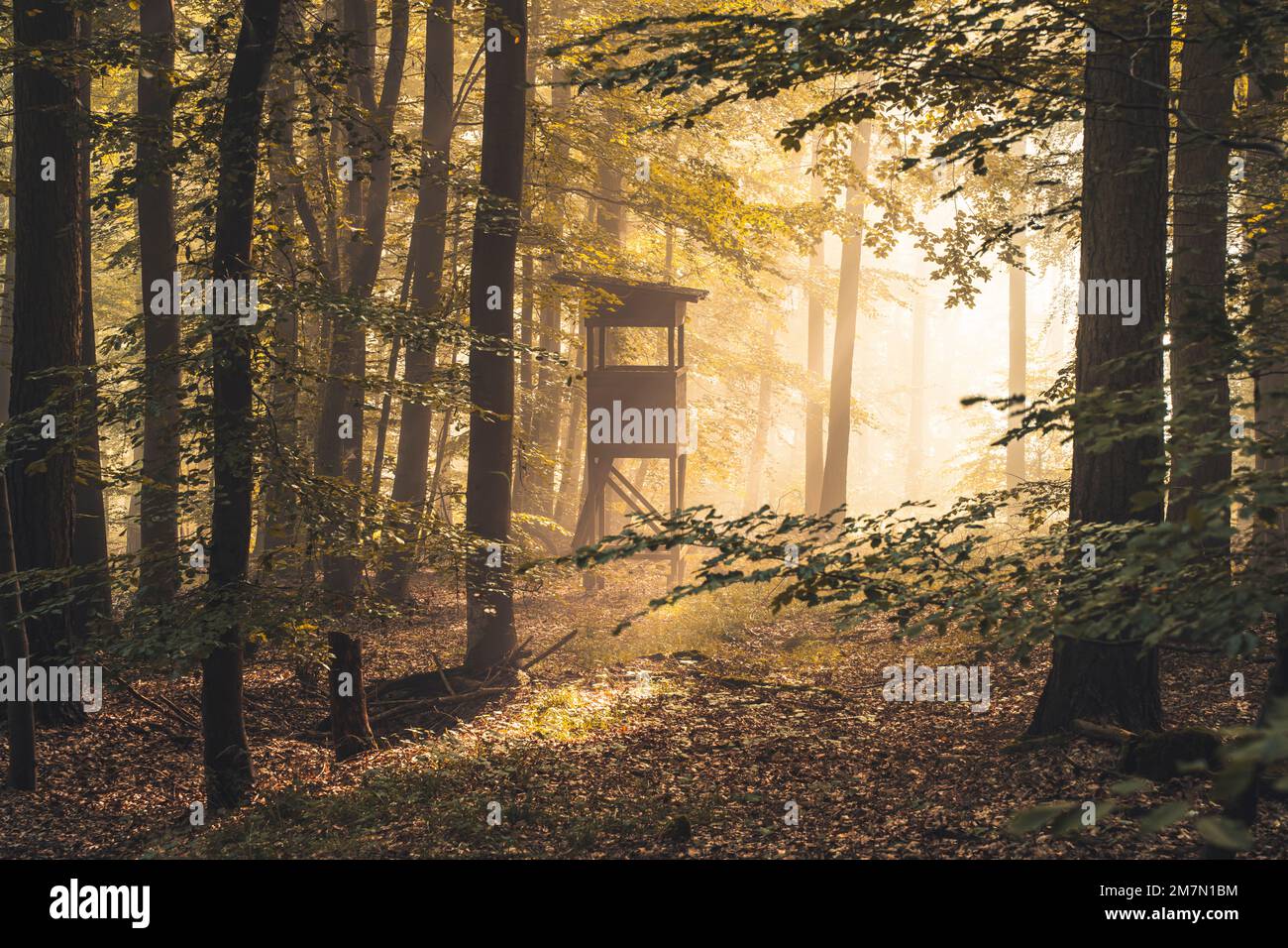 A high seat in autumn forest hi-res stock photography and images - Alamy