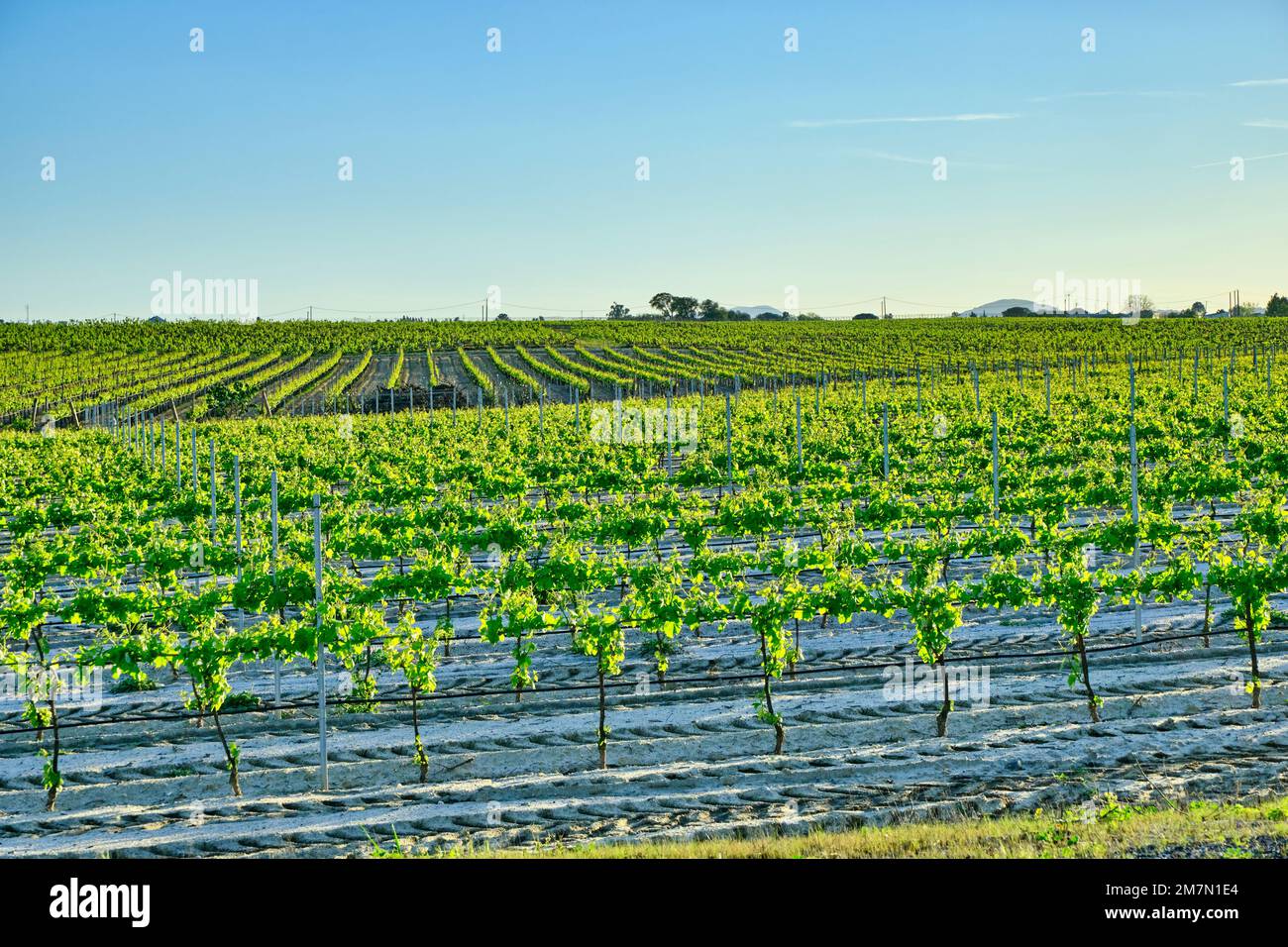 Vineyards at Lau, Palmela. Portugal Stock Photo