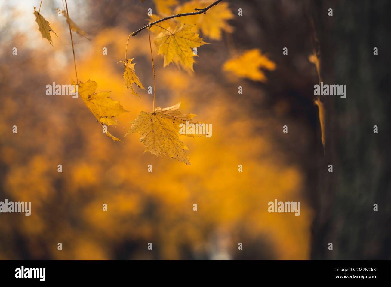 Yellow colored maple leaves in autumn near Kassel, close up of leaves with blurred background Stock Photo