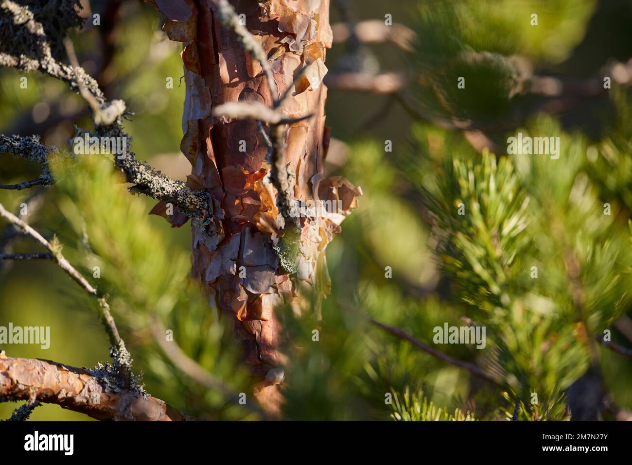 Northern Europe, Scandinavia, Finland, forest, pine Stock Photo