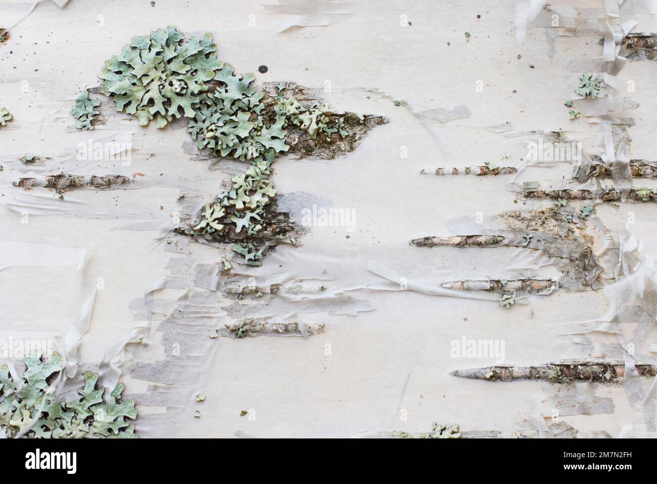 Birch, bark, bark, lichen Stock Photo