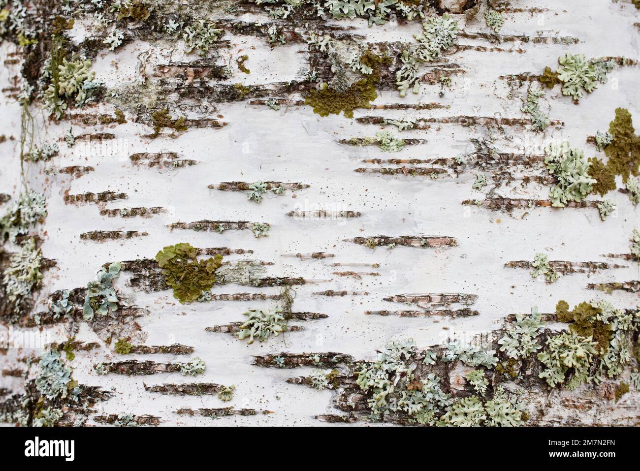 Birch, bark, bark, lichen Stock Photo