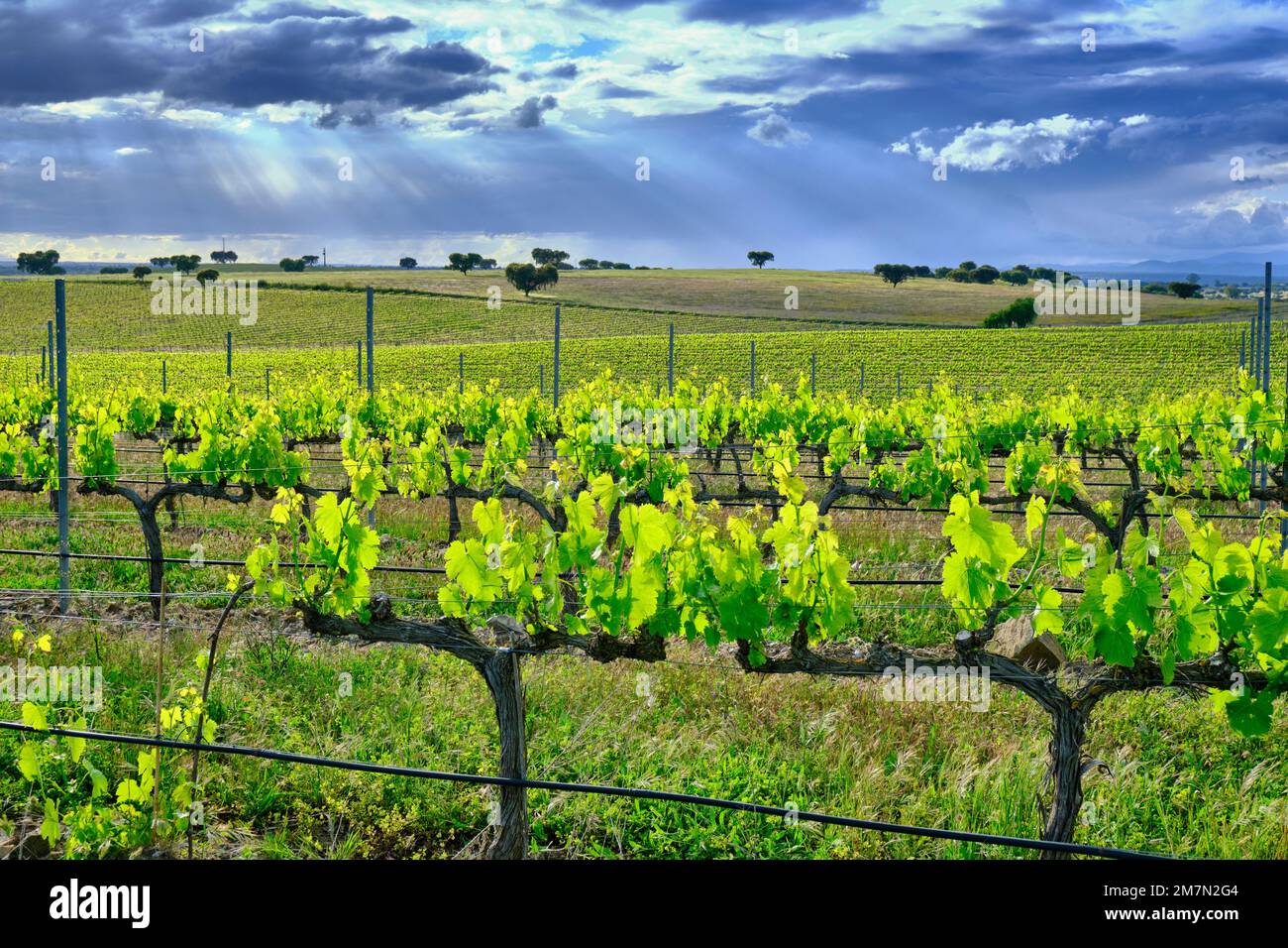 Vineyards at Herdade das Argamassas, Adega Mayor, Campo Maior. Alentejo, Portugal Stock Photo