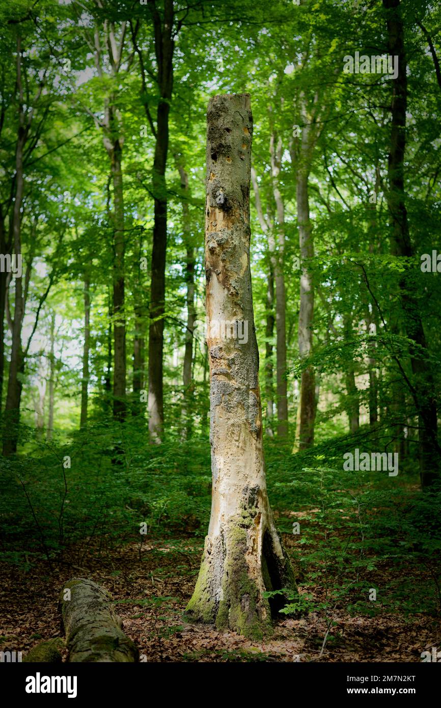 Europe, Germany, Rhineland-Palatinate, Hümmel, forest, tree, beech, fagus, tree stump, bizarre, old, ancient, old wood, old tree, decay, dead tree, contrast, opposites, light, dark, healthy, sick, alive, dead, light, shadow, positive, negative, no persons Stock Photo