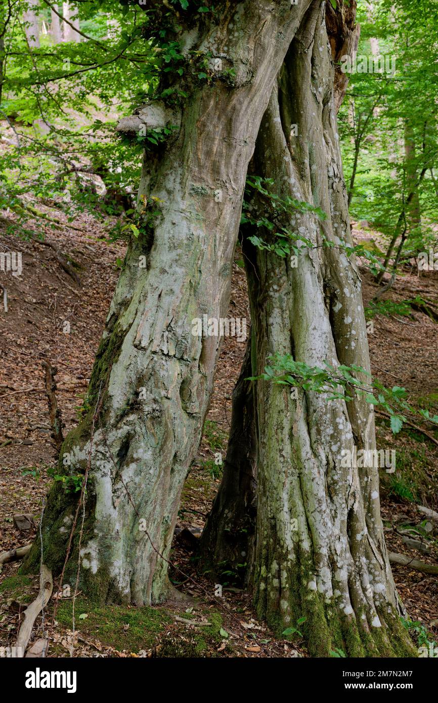 Europe, Germany, Rhineland-Palatinate, Hümmel, forest, trees, beech forest, beeches, Fagus, hornbeams, Carpinus betulus, pair of trees, togetherness, connected, connectedness, old trees, tree shapes, bizarre, mystical, nobody, no persons Stock Photo