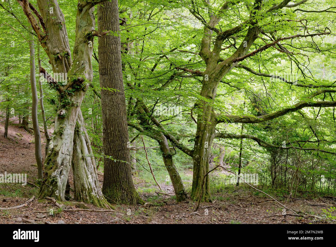 Europe, Germany, Rhineland-Palatinate, Hümmel, forest, mixed forest, trees, beeches, Fagus, hornbeams, Carpinus betulus, oak, quercus, pair of trees, togetherness, connected, connectedness, old trees, tree shapes, bizarre, mystical, nobody, no persons Stock Photo