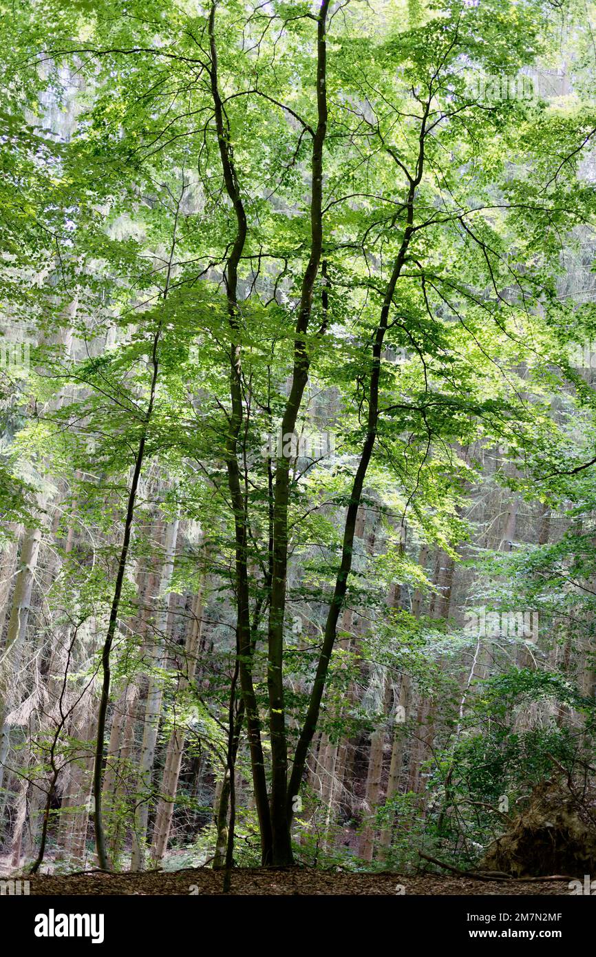 Europe, Germany, Rhineland-Palatinate, Hümmel, nature, nature experience, forest, mixed forest, natural, contrasts, triple beech, beech, beech, trees, conifers, firs, background, summer, backlight, contrasts, atmosphere, positive, powerful, mystical, calm, silence, nobody, no people Stock Photo