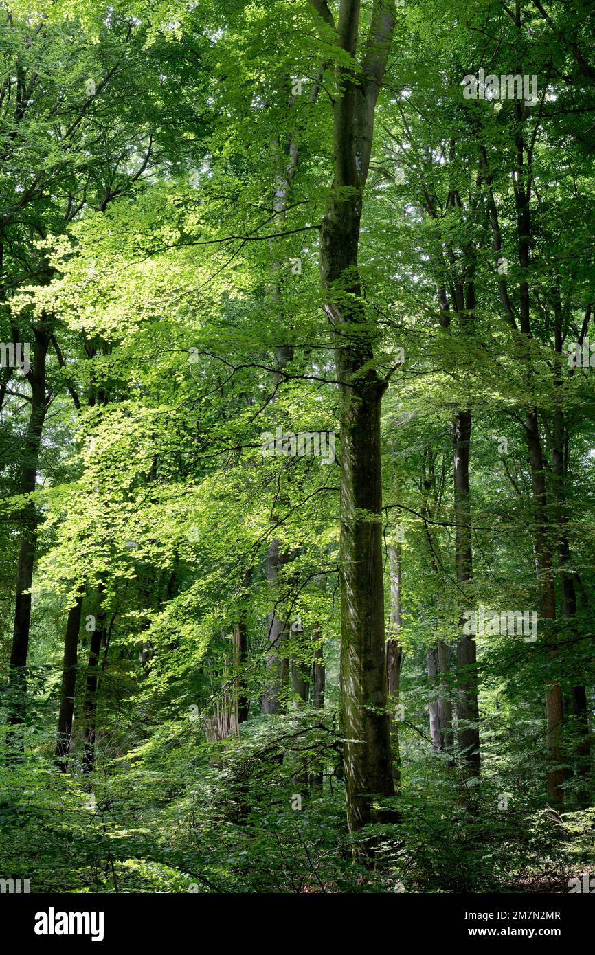 Europe, Germany, Rhineland-Palatinate, Hümmel, forest, trees, beech forest, beeches, tree, beech, fagus, old trees, summer, side light, bright, leaves, color climate, green, positive, healthy, atmosphere, atmospheric, nobody, no people Stock Photo