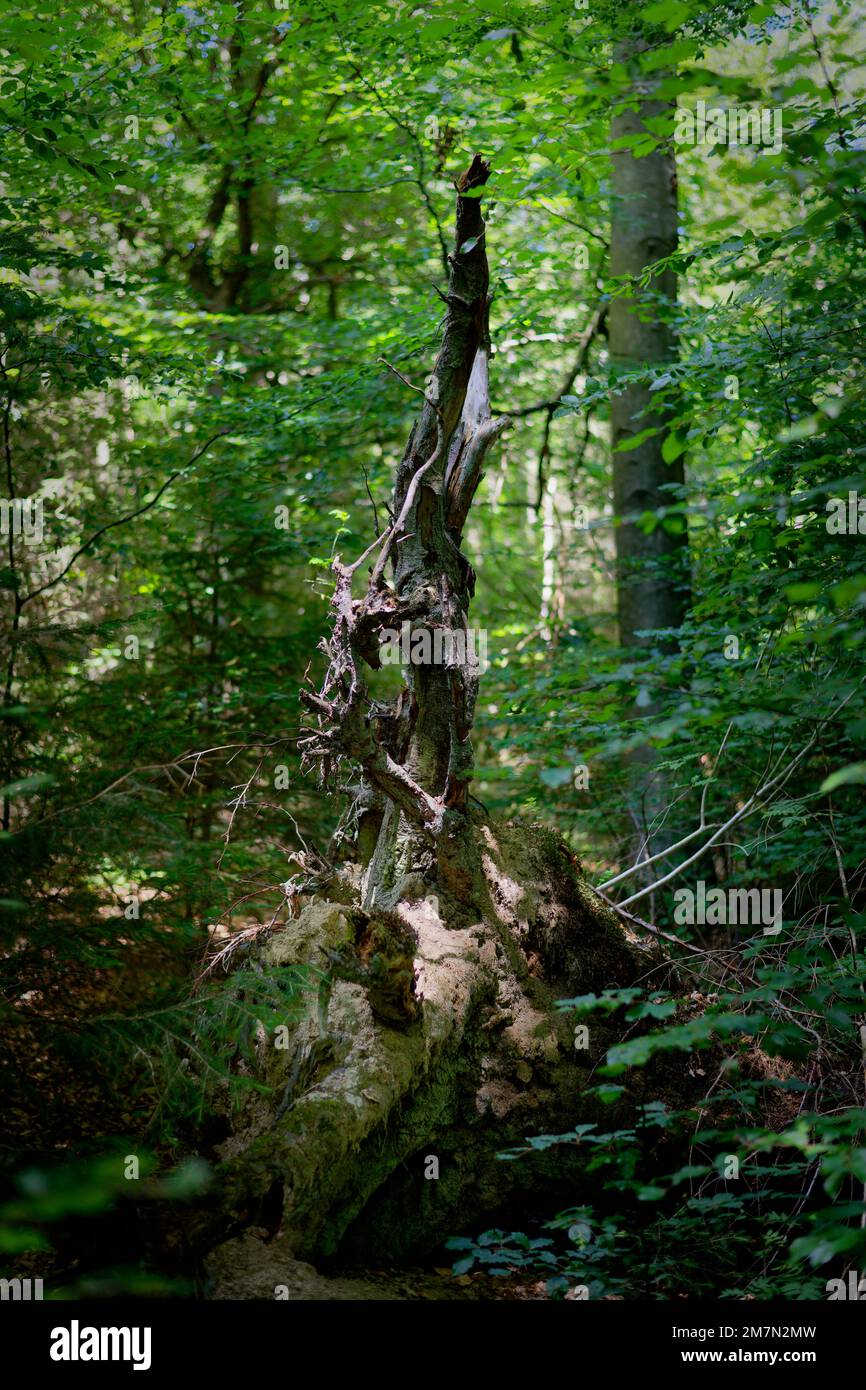 Europe, Germany, Rhineland-Palatinate, Hümmel, nature, nature experience, forest, mixed forest, enchanted forest, natural, old tree, deadwood, tree creature, tree figure, fallen, tree stump, roots, bizarre, decay, transitoriness, light, mystical, atmosphere, mystic, mysterious, atmospheric, spiritual, spirituality, soul, dream, dreaming, fantastic, calm, quiet, nobody, no persons Stock Photo