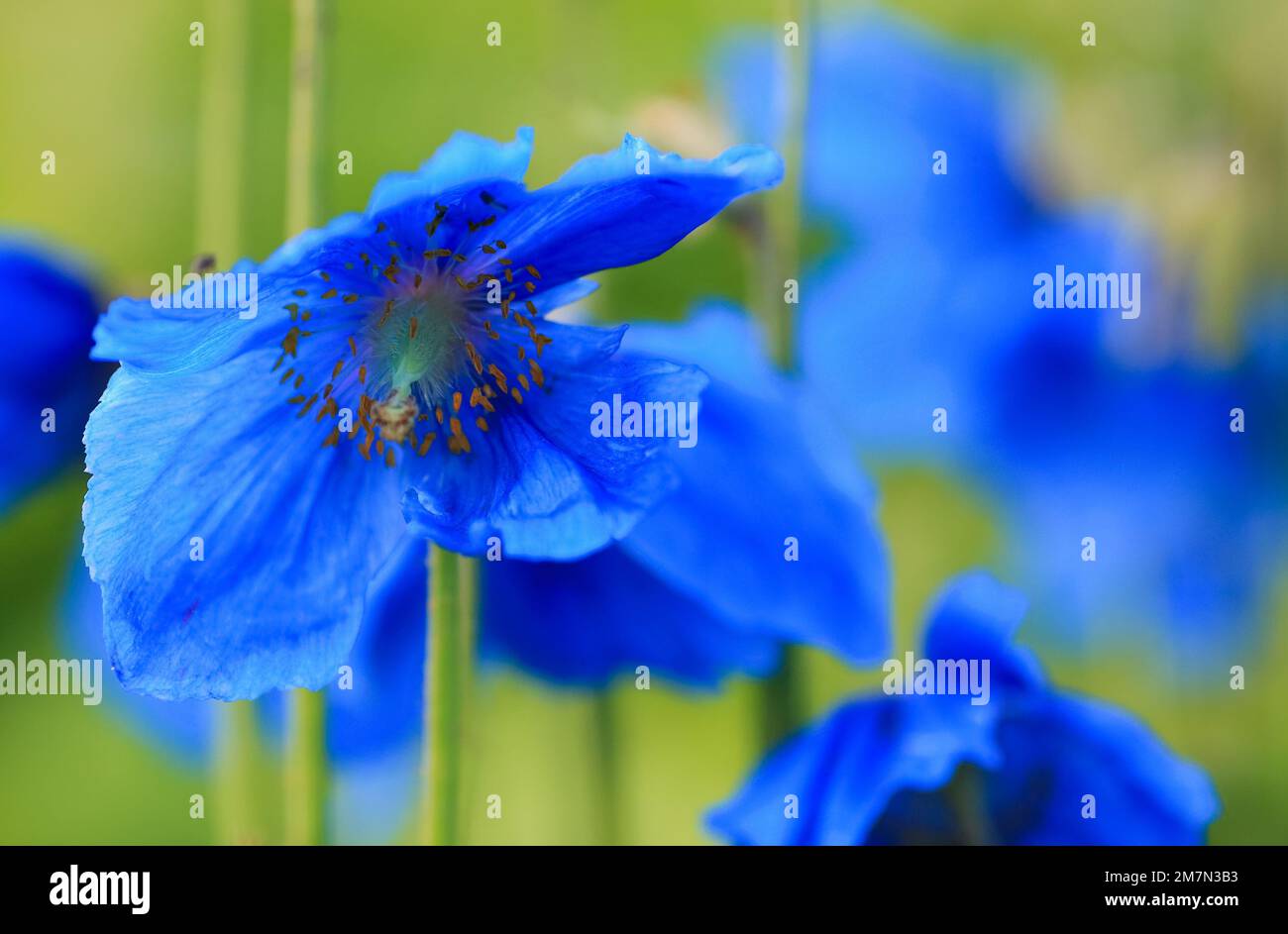 Blue blooming hymalayan poppy Meconopsis Grandis, closeup Stock Photo