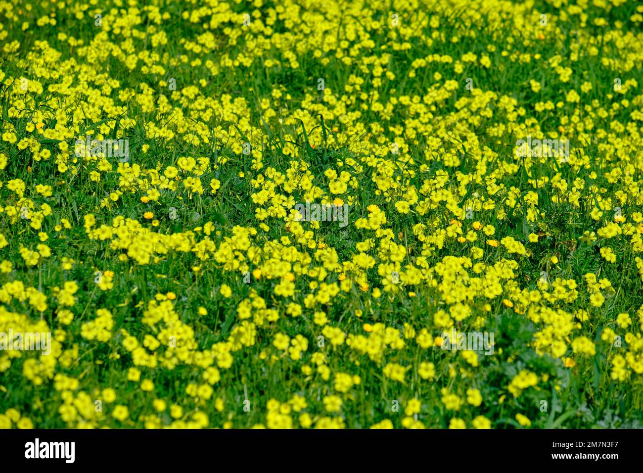 English weed (Oxalis pes-caprae) blossom in January. Palmela, Portugal Stock Photo
