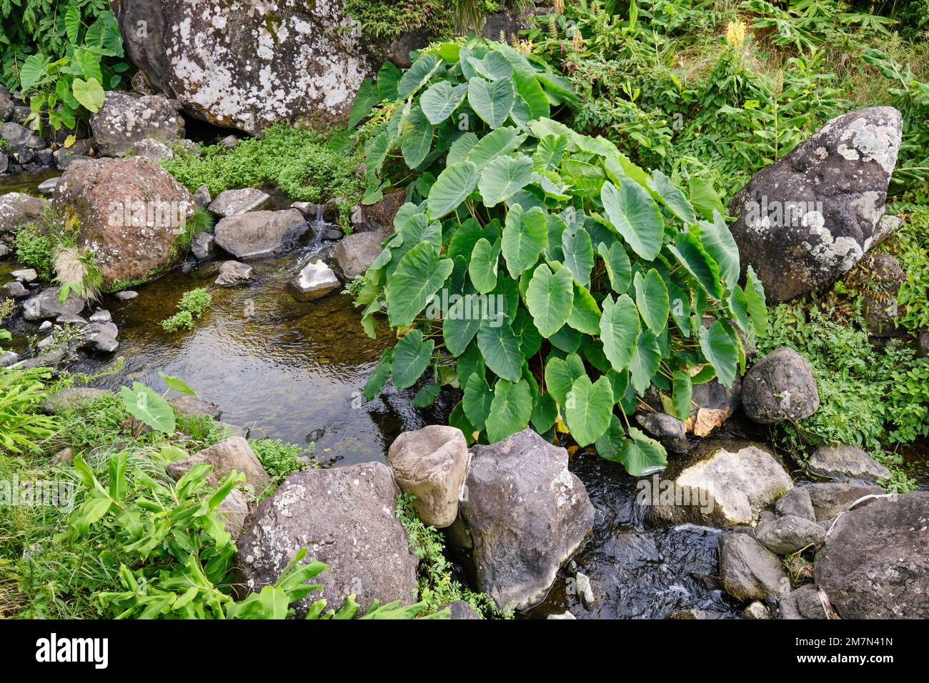 Brook near Poco do Bacalhau with the big leaves of the plant of inhame. Ponta da Faja, Flores island. Azores islands, Portugal Stock Photo